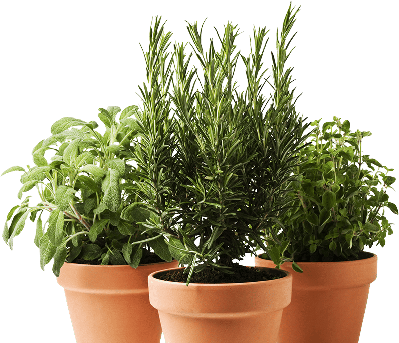 three potted plants with green leaves in them.