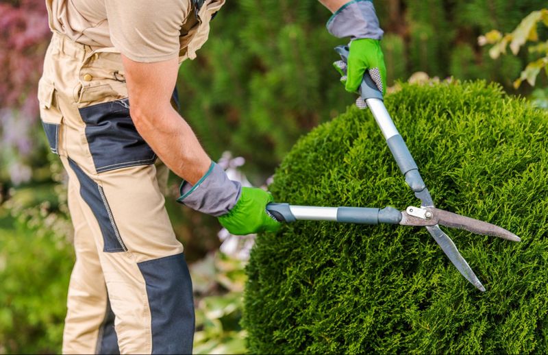 Prune shrubs to keep them healthy and looking great