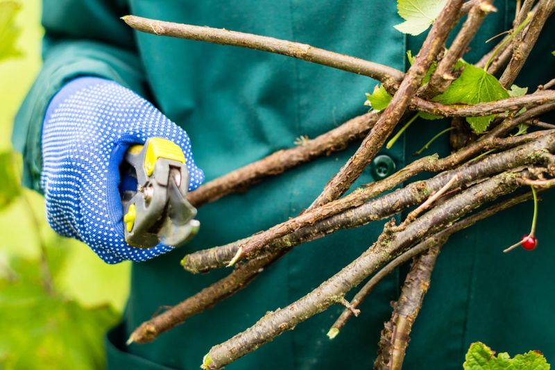 Pruning dead or old cuttings from trees and shrubs
