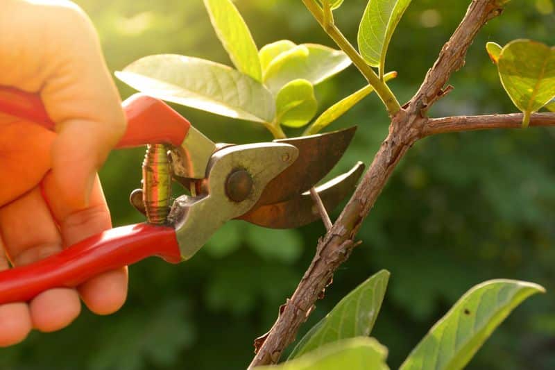 Prune your trees and shrubs in the late winter or early spring