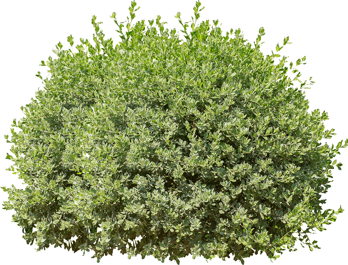 a green bush with lots of leaves on it.