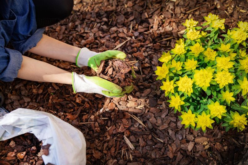 Mulch can be a great addition to your garden as it holds many benefits.