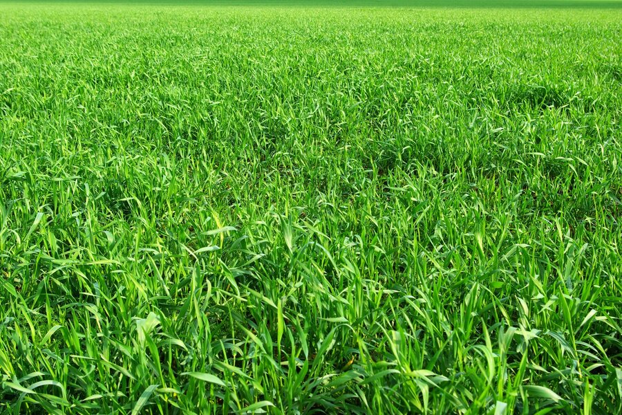 a field of green grass with trees in the background.