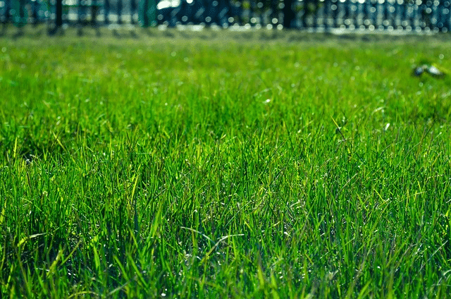 a field of green grass with a fence in the background.