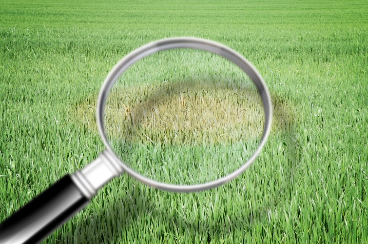 a magnifying glass over a field of grass.