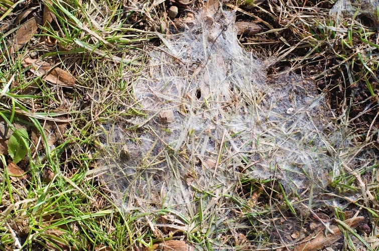 a spider web on the ground in the grass.