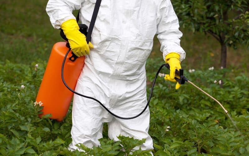 Pesticide spraying of Non organic vegetables