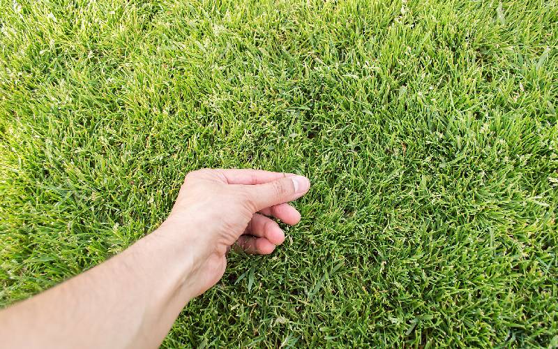 A person's hand touching a piece of green grass.