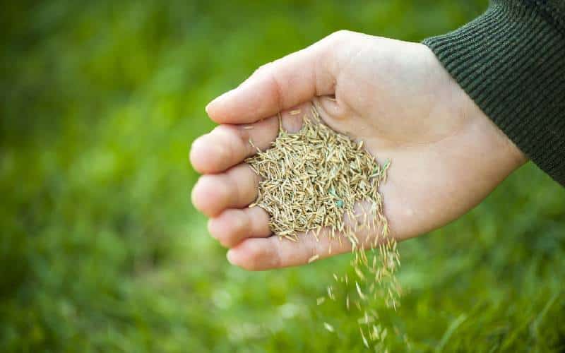 A person's hand holding a handful of grass.