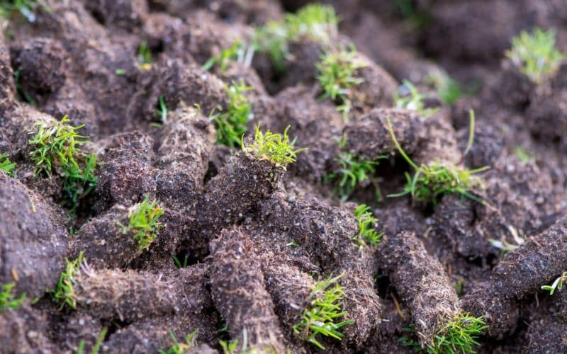 A close up of a pile of dirt with grass growing in it.
