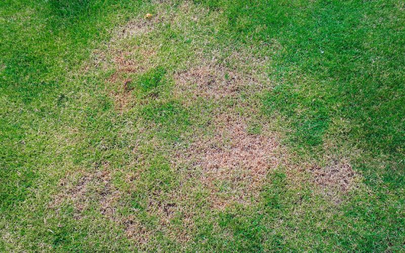 A brown patch of grass on a lawn.