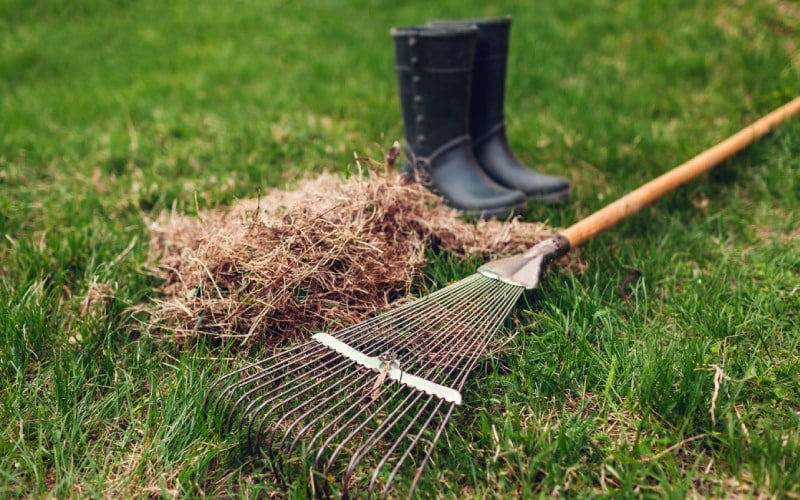 cleaning lawn from dry grass with a rake in spring garden heap of grass with