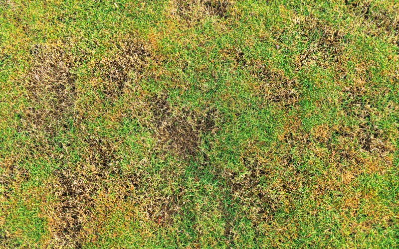 green yellow grass texture brown patch caused destruction fungus rhizoctonia
