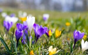 lawn colorful crocuses beautiful bright easter background